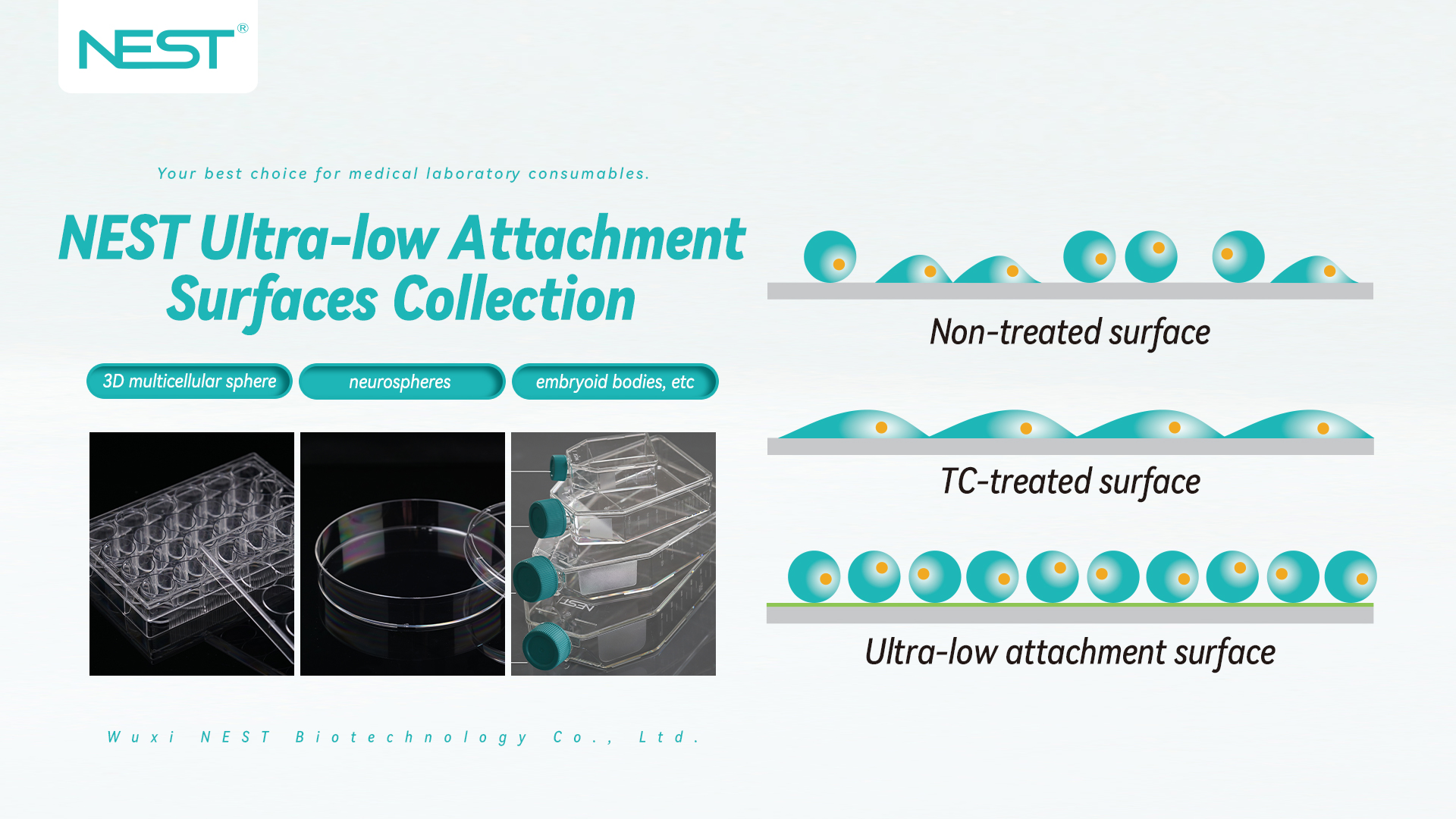 New Releases: Ultra-low Attachment Surfaces for efficient 3D Cell Culture